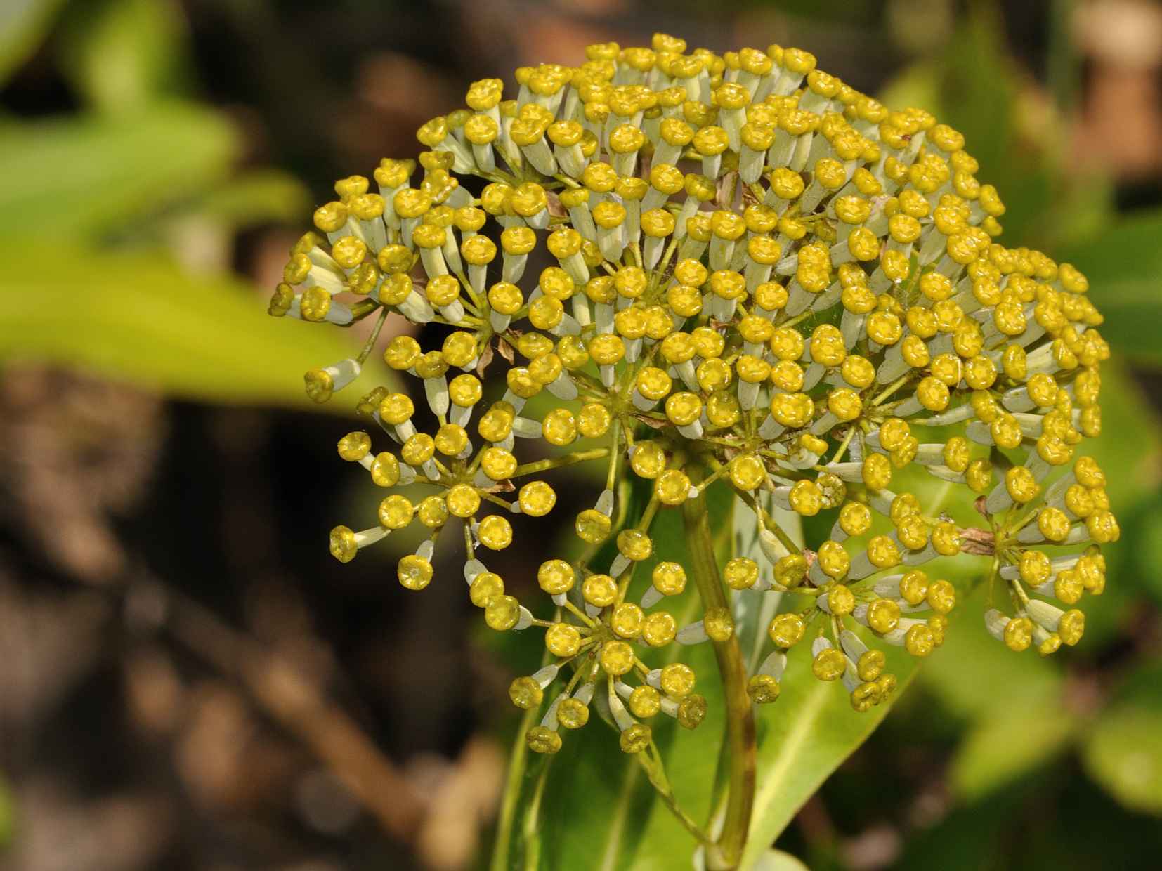 Arbutus unedo e Bupleurum fruticosum